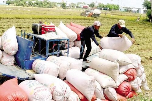 Bộ Công Thương tích cực xúc tiến thương mại mặt hàng gạo