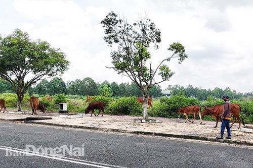 Dự án bất động sản dây dưa, kéo dài: Khó thu hồi