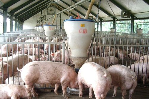 Cả nước thiếu 200.000 tấn thịt lợn