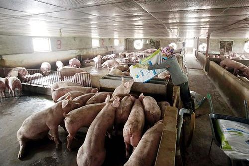 Bộ Nông nghiệp báo cáo khẩn Thủ tướng tình hình thịt lợn