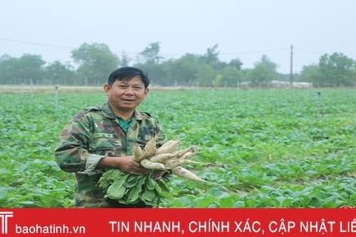 Vựa rau lớn nhất Cẩm Xuyên sẵn sàng cung ứng tết