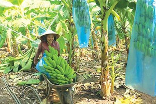 Chán tiêu trồng chuối từ cây bé tin hin, lãi lớn vì bán trái sang Tây