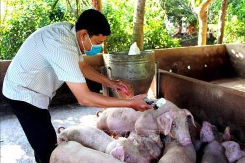 Vận động trang trại từng có lợn mắc dịch tả châu Phi không tái đàn
