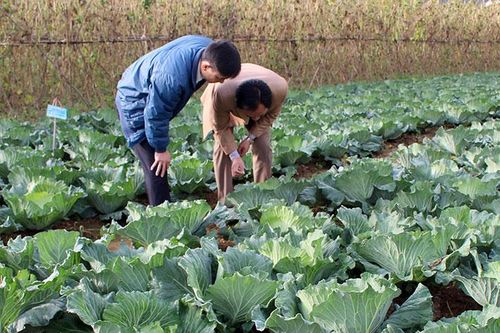 Nông dân huyện Ðiện Biên tập trung sản xuất vụ đông