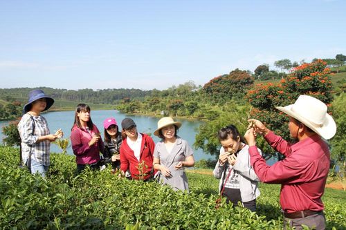 Quảng bá hình ảnh ngành trà và tơ lụa Bảo Lộc