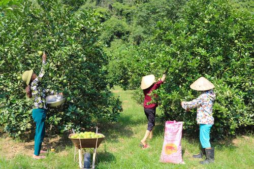 Phân bón Văn Điển lan tỏa trên vùng đất chua trũng, lầy thụt, đồi dốc