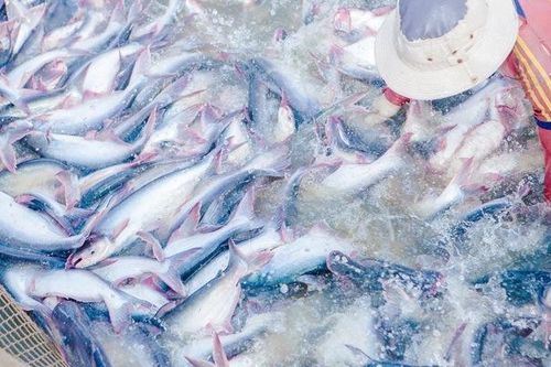Kim ngạch xuất khẩu thủy sản dự kiến đạt 8,8 tỷ USD