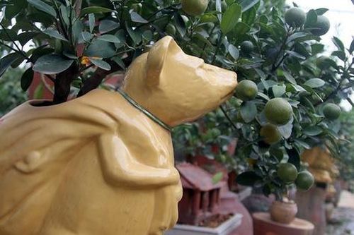 Chuột vàng cõng quất bonsai giá 5 triệu đồng hút khách chơi Tết