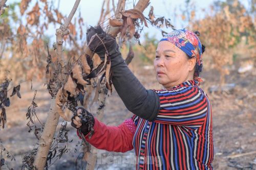 Vườn cây ăn quả bị đốt trụi cận Tết, người dân Hưng Yên khóc ròng