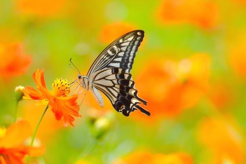 Tử vi ngày 22/12/2019: Tuổi Sửu tiểu nhân sau lưng, tuổi Mão tiền ào về túi