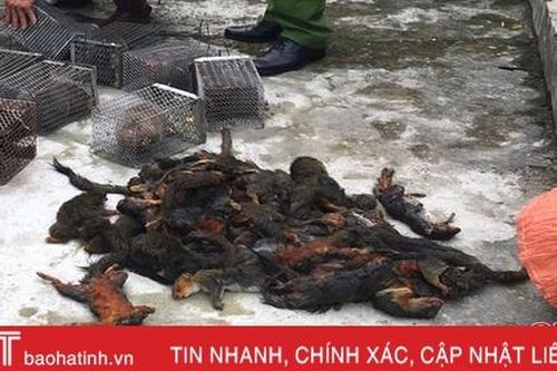 Bắt giữ đối tượng vận chuyển động vật rừng trái phép từ Lào về Việt Nam