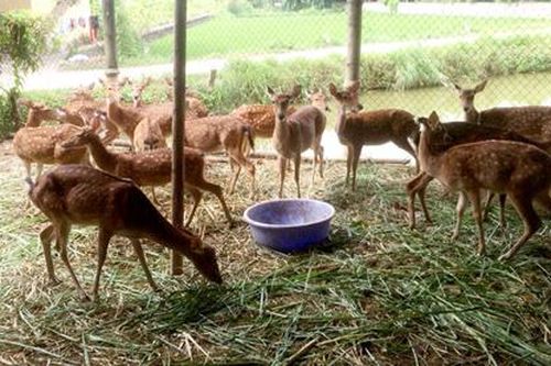 Tuyên Quang: Nuôi động vật hoang dã người 'hái' ra tiền, kẻ nợ đầm đìa