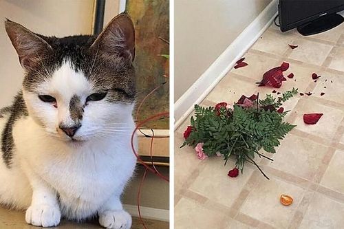 14 tình huống nghich ngợm của loài mèo khiến ai cũng phải bật cười