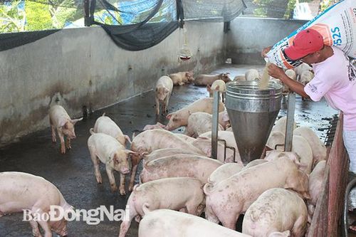 Cẩn trọng tái đàn trong 'cơn bão' giá heo