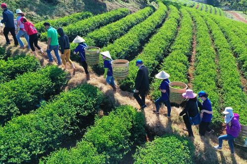 Sôi nổi cuộc thi hái chè ''Bàn tay vàng - búp chè non''