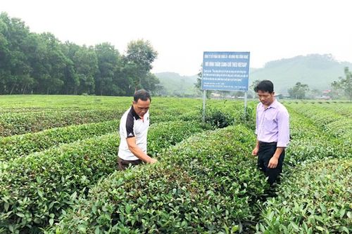 Nâng cao giá trị cây chè: Bắt đầu từ sản xuất sạch