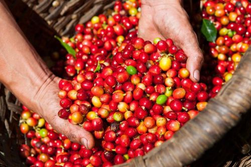 Phân bón Văn Điển: Phát triển bền vững với đồng đất Tây Nguyên