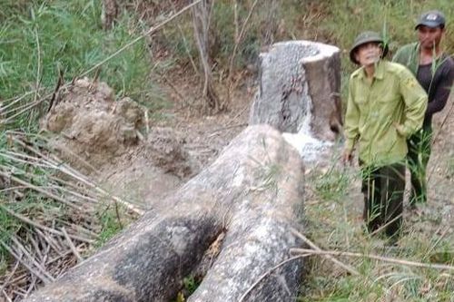 Lâm tặc cưa gỗ quý rồi đốt gốc phi tang