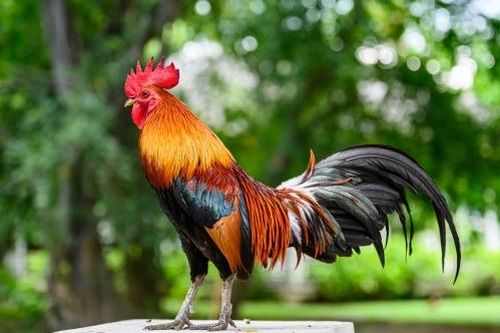 Tử vi tuổi Dậu năm 2020: Đào hoa vượng vận, bốc đồng phá tài