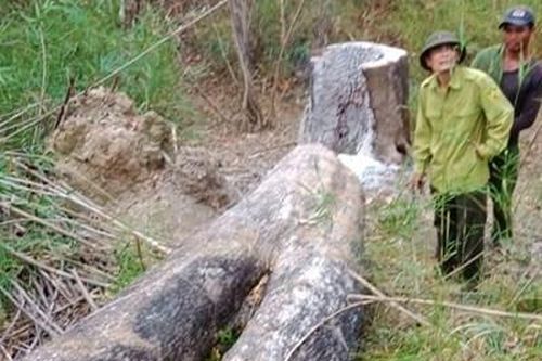 Lâm tặc lại vào Vườn quốc gia cưa hạ gỗ quý sau vụ chém Kiểm lâm