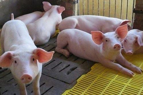 Luật mới: Từ 1/1/2020, không để vật nuôi chứng kiến đồng loại bị giết mổ