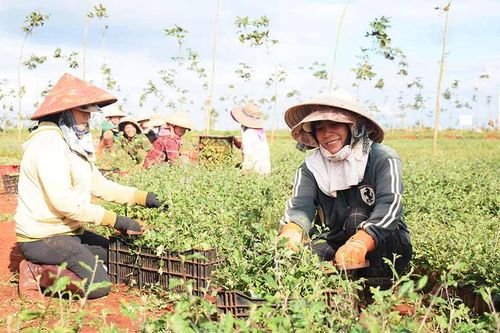 Hình thành vùng nguyên liệu gắn với chuỗi liên kết tại Chư Sê