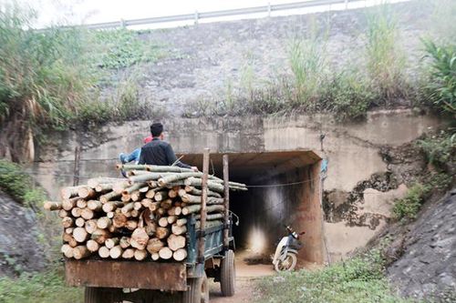 Cam Cọn: Người trồng rừng gặp khó vì cống chui cao tốc