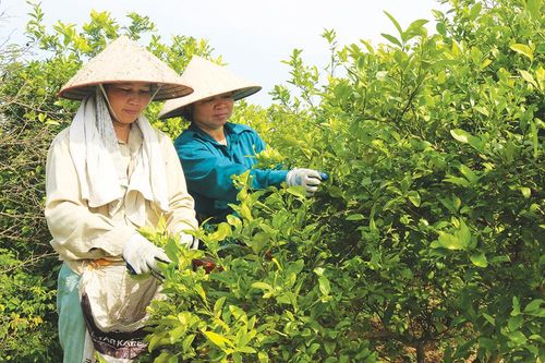 Đoan Hạ duy trì và nâng cao chất lượng các tiêu chí nông thôn mới
