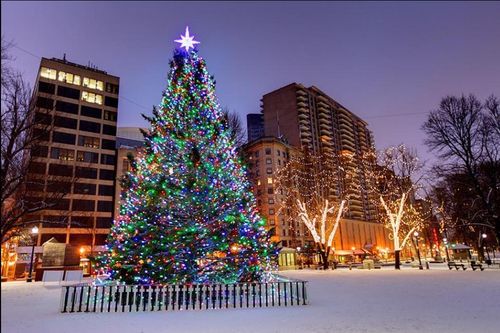 Những cây thông Noel giữ kỷ lục trên thế giới