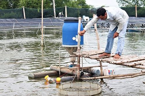 Xây dựng thương hiệu tôm sạch Sóc Trăng