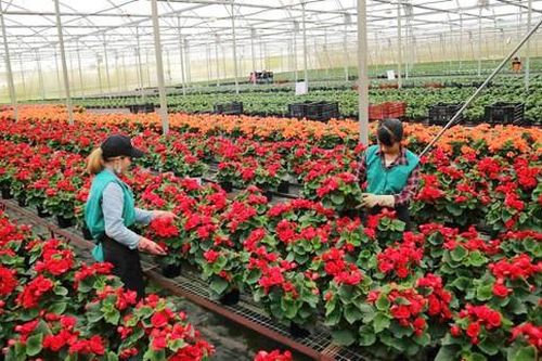 Lâm Đồng có 145 chuỗi liên kết sản xuất, tiêu thụ nông sản