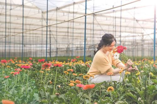 Lý Nhã Kỳ đẹp nao lòng khi khoe ảnh hái hoa ở Đà Lạt