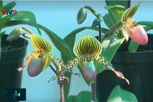 Nhiều giống lan độc lạ tại Festival Hoa Đà Lạt 2019