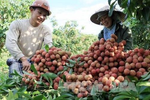 Hải Dương đón bắt cơ hội đưa vải thiều sang Nhật