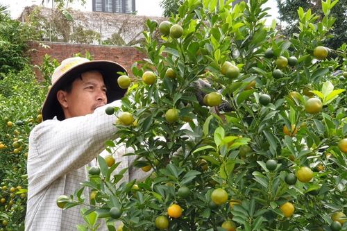 Làng quất Cẩm Hà tất bật vào vụ Tết