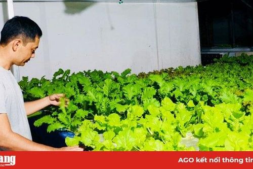 Trồng rau thủy canh nước sâu