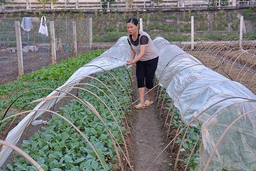 Tăng cường chống rét cho cây trồng