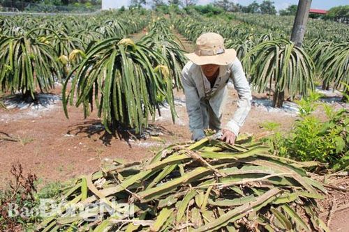 Nông nghiệp đối mặt với biến đổi khí hậu