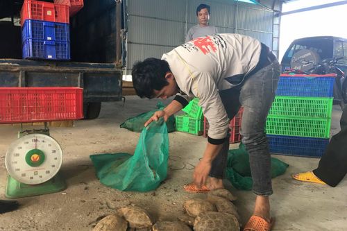 Bắt quả tang xe tải vận chuyển hơn 250 kg động vật quý, hiếm