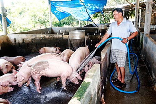 Đẩy mạnh chăn nuôi gia súc, gia cầm và thủy sản
