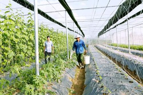 Yên Mô: Tập trung phát triển nông nghiệp hàng hóa