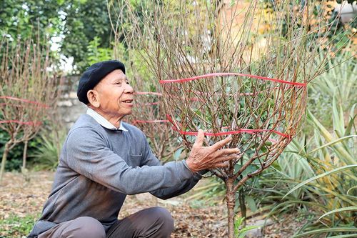 Đào Nhà Nít vào vụ Tết