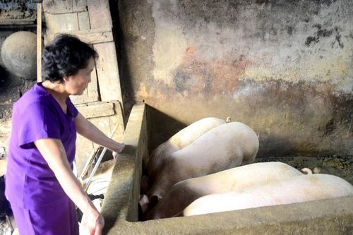 Giá thịt lợn xác lập kỷ lục