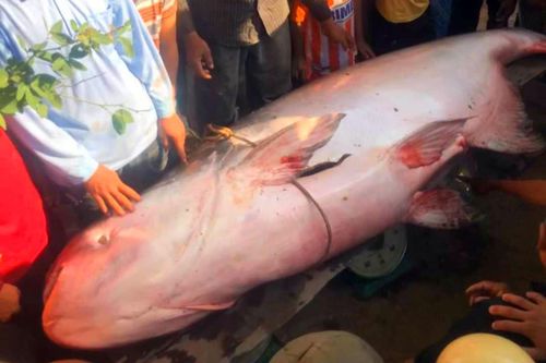 Vây lưới dính cá tra dầu 'khủng'