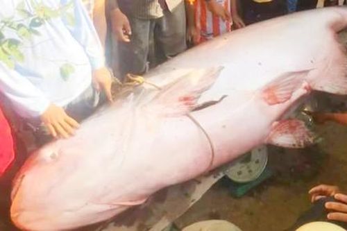 Ngư dân mới bắt được cá tra dầu 230kg trên sông Hậu
