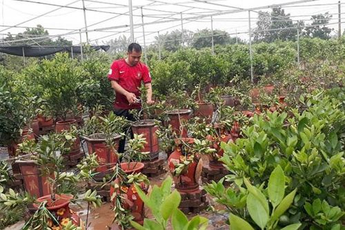 Phát triển ngành trồng hoa, cây cảnh ở Việt Nam: Còn nhiều việc phải làm