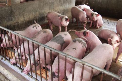 10 quận, huyện, thị xã có bệnh Dịch tả lợn châu Phi qua 30 ngày không phát sinh