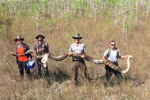 Cuộc chiến ngăn trăn Miến Điện 'nuốt chửng' Florida