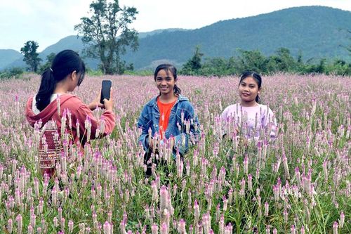 Hút hồn cánh đồng hoa dền