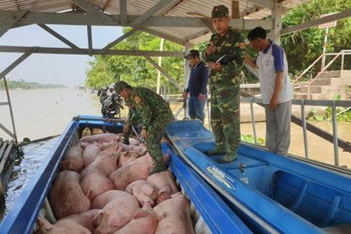 Bộ đội Biên phòng:Phối hợp ngăn chặn hoạt động nhập lậu lợn
